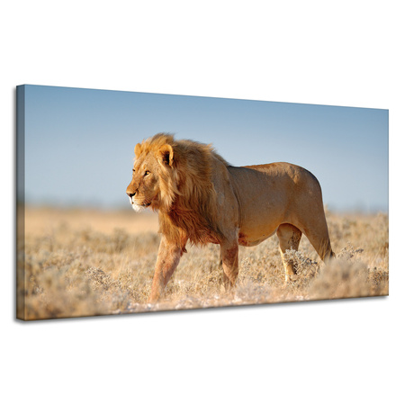 Canvas Print Walking Lion on Savannah Grass 120x60 cm