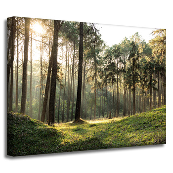 Canvas Print Forest Trees Sun Nature 40x30 cm
