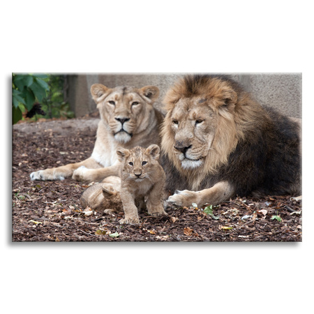 Canvas Print Lion Family Photo Nature 100x80 cm