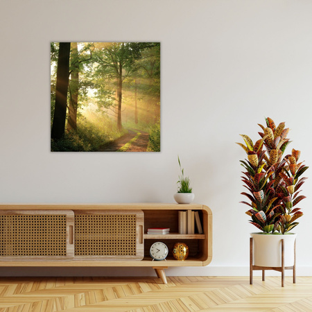 Canvas Print Sunlight Forest Path Nature 90X90 cm