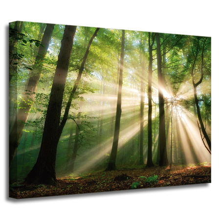 Canvas Print Sun in the Forest Trees Nature 40x30 cm