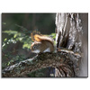 Canvas Print Animals Squirrel 40x30 cm