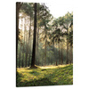 Canvas Print Forest Trees Sun Nature 80x120 cm