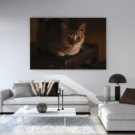Canvas Print Animals Cat 40x30 cm