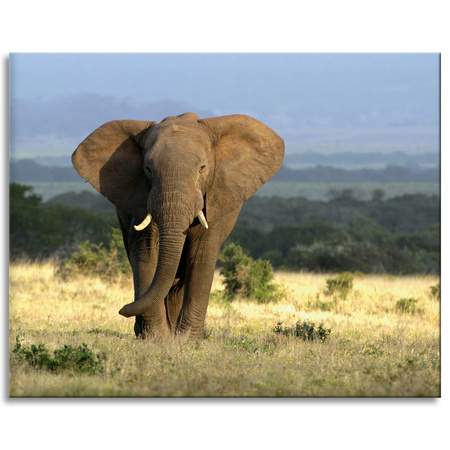 Canvas Print Elephant Africa Savannah Nature Art 100x80 cm