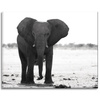 Canvas Print Gray Elephant Nature Black and White 100x80 cm