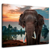 Canvas Print Beautiful Sky Elephant Nature 100x80 cm