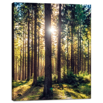 Canvas Print Forest Sun Trees Spring Morning 40x50 cm