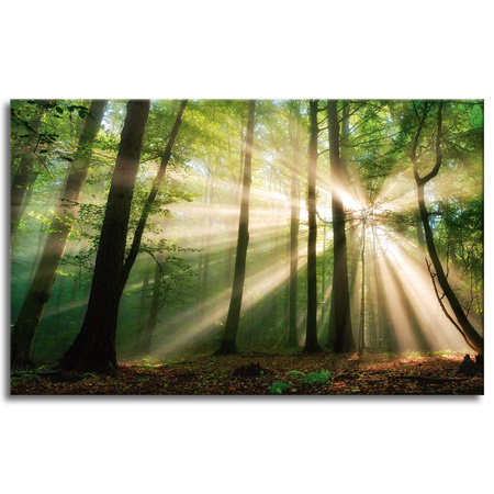 Canvas Print Sun in the Forest Trees Nature 80x50 cm