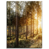 Canvas Print Birch Trees Sun Morning 30x40 cm