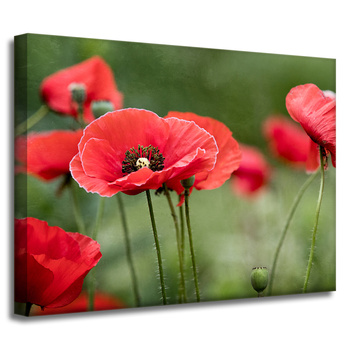 Canvas Print Botanical Red Poppies 40x30 cm