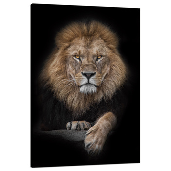 Canvas Print Gray Lion Face Wildness 80x120 cm