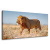 Canvas Print Walking Lion on Savannah Grass 80x40 cm