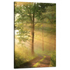 Canvas Print Sunlight Forest Path Nature 50x80 cm