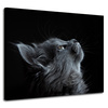 Canvas Print Animals Cat 100x80 cm
