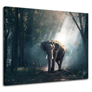 Canvas Print Animals Elephant 100x80 cm