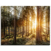 Canvas Print Birch Trees Sun Morning 100x80 cm