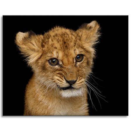 Canvas Print Baby Lion Face Eyes Beauty 100x80 cm