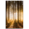 Canvas Print Sun in the Forest Light Tree 50x80 cm