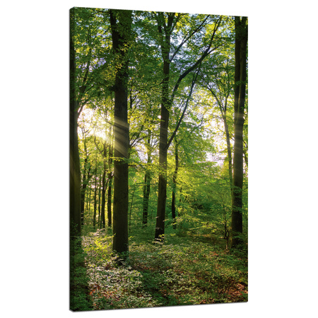 Canvas Print Sun Forest Trees Rays of Light 70x120 cm