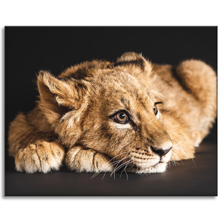 Canvas Print Lying Little Lion Nature 100x80 cm