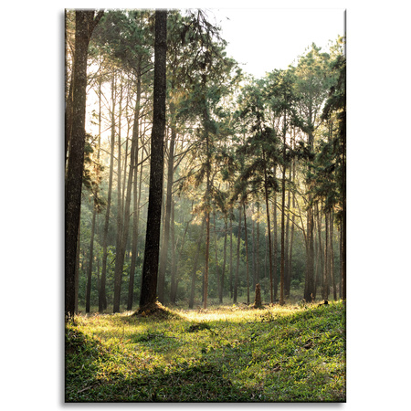 Canvas Print Forest Trees Sun Nature 50x70 cm