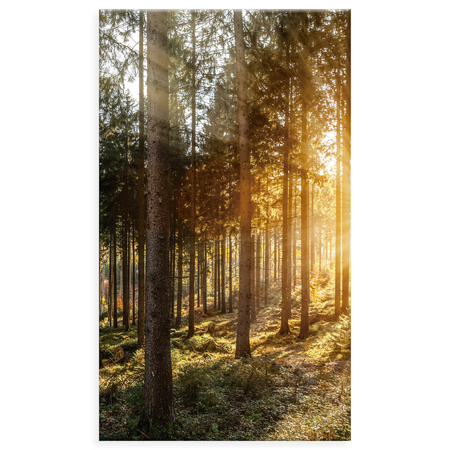 Canvas Print Birch Trees Sun Morning 70x120 cm