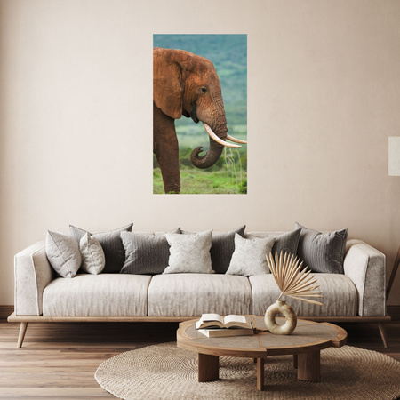 Canvas Print Muddy Elephant Nature Nature 80x120 cm
