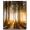 Canvas Print Sun in the Forest Light Tree 40x50 cm
