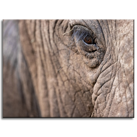 Canvas Print Animals Elephant Eye 40x30 cm