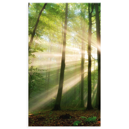 Canvas Print Sun in the Forest Trees Nature 70x120 cm