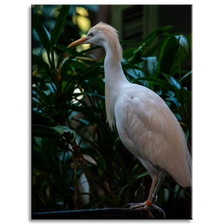 Canvas Print Animals Bird 30x40 cm