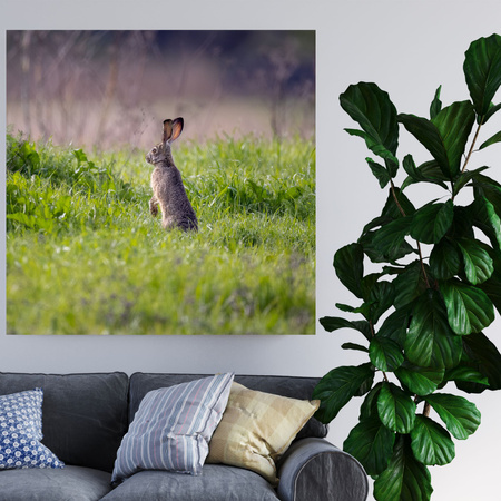 Canvas Print Animals Hare 40x40 cm