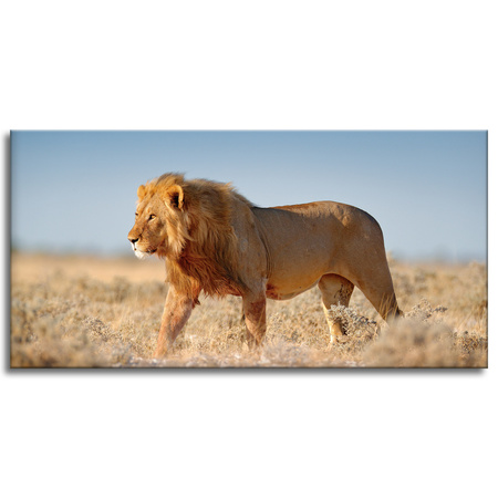 Canvas Print Walking Lion on Savannah Grass 120x60 cm
