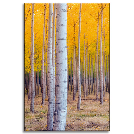 Canvas Print Birch Trees Autumn Yellow Leaves 40x60 cm