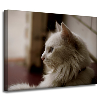 Canvas Print Animals White Cat 40x30 cm