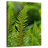 Canvas Print Botany Fern Leaves 30x40 cm