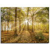 Canvas Print Sun Between Trees in the Forest 40x30 cm