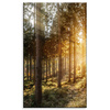Canvas Print Birch Trees Sun Morning 60x100 cm