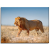 Canvas Print Walking Lion on Savannah Grass 40x30 cm