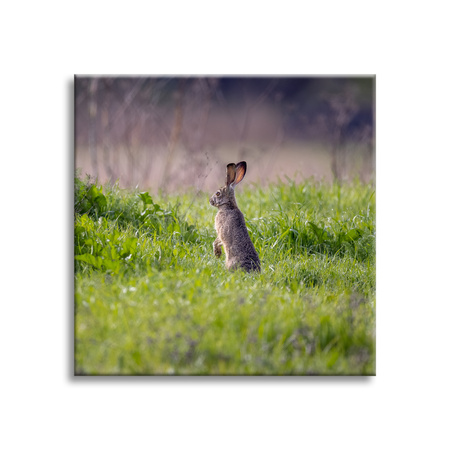 Canvas Print Animals Hare 40x40 cm