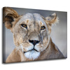 Canvas Print Animals Lioness 40x30 cm