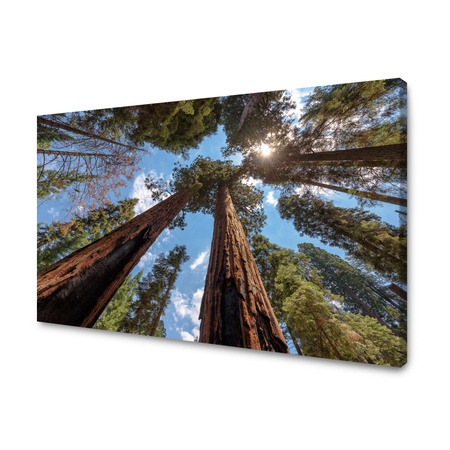 Canvas Print Tall Trees Sky Nature Sun 120x80 cm