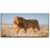 Canvas Print Walking Lion on Savannah Grass 80x40 cm
