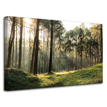 Canvas Print Forest Trees Sun Nature 80x50 cm