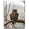 Canvas Print Animals Sleeping Owl 30x40 cm