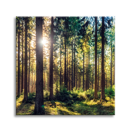 Canvas Print Forest Sun Trees Spring Morning 60X60 cm