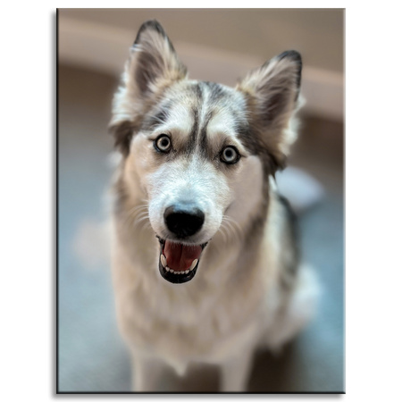 Canvas Print Animals Husky Dog 30x40 cm