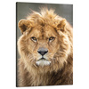 Canvas Print Wild Lion Portrait Mane Animal 80x120 cm
