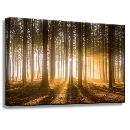 Canvas Print Sun in the Forest Light Tree 60x40 cm